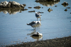 2007 Mono Lake (Californië)