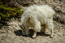 2008 Canada (Icefield Parkway) 2008 Canada (Icefield Parkway)