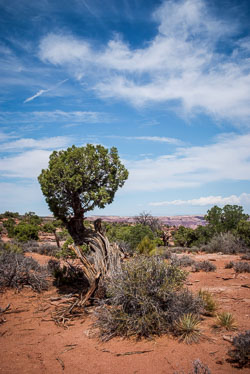 2009 Canyonlands (Utah) 2009 Canyonlands (Utah)
