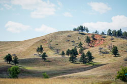 2009 Custer State Park (South Dakota)