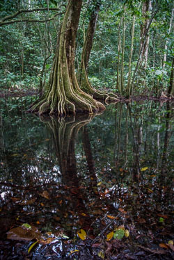 2010 Corcovado 2010 Corcovado