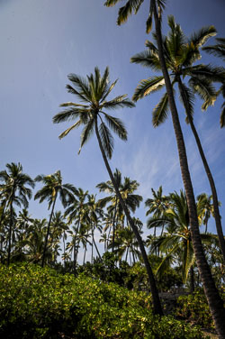 2013 Hawaï 