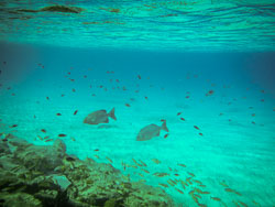 2012 Onder water in Bonaire 2012 Onder water in Bonaire
