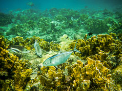 2012 Onder water in Bonaire 2012 Onder water in Bonaire