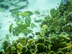 2012 Onder water in Bonaire