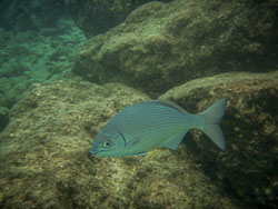 2012 Onder water in Bonaire 2012 Onder water in Bonaire