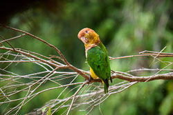 2017 Inotawa Lodge (Peru) 2017 Inotawa Lodge (Peru)