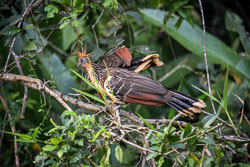 2017 Inotawa Lodge (Peru) 2017 Inotawa Lodge (Peru)