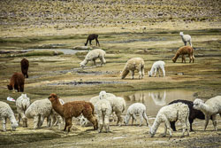 2017 Peru Landschappen